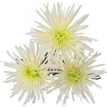 BLOOMS by H-E-B Assorted 3 Stem White Spiders & Cremones
