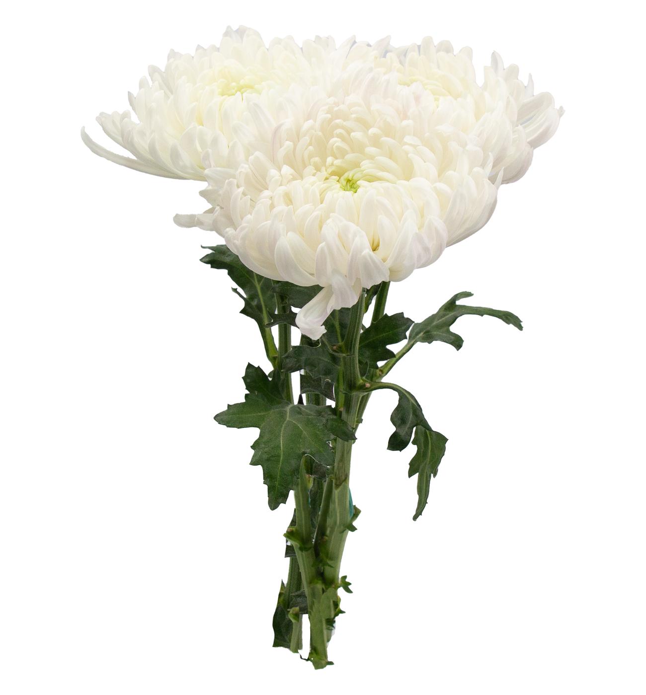 BLOOMS by H-E-B Assorted 3 Stem White Spiders & Cremones; image 4 of 4