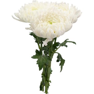 BLOOMS by H-E-B Assorted 3 Stem White Spiders & Cremones