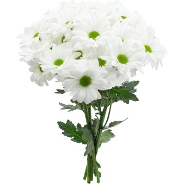 BLOOMS by H-E-B 4 Stem White Poms