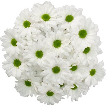 BLOOMS by H-E-B 4 Stem White Poms