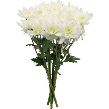 BLOOMS by H-E-B 4 Stem White Poms