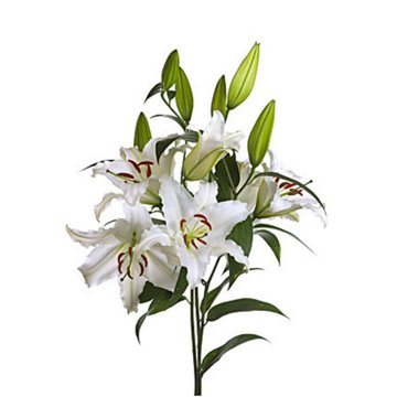 BLOOMS by H-E-B 3-Stem White Oriental Lily