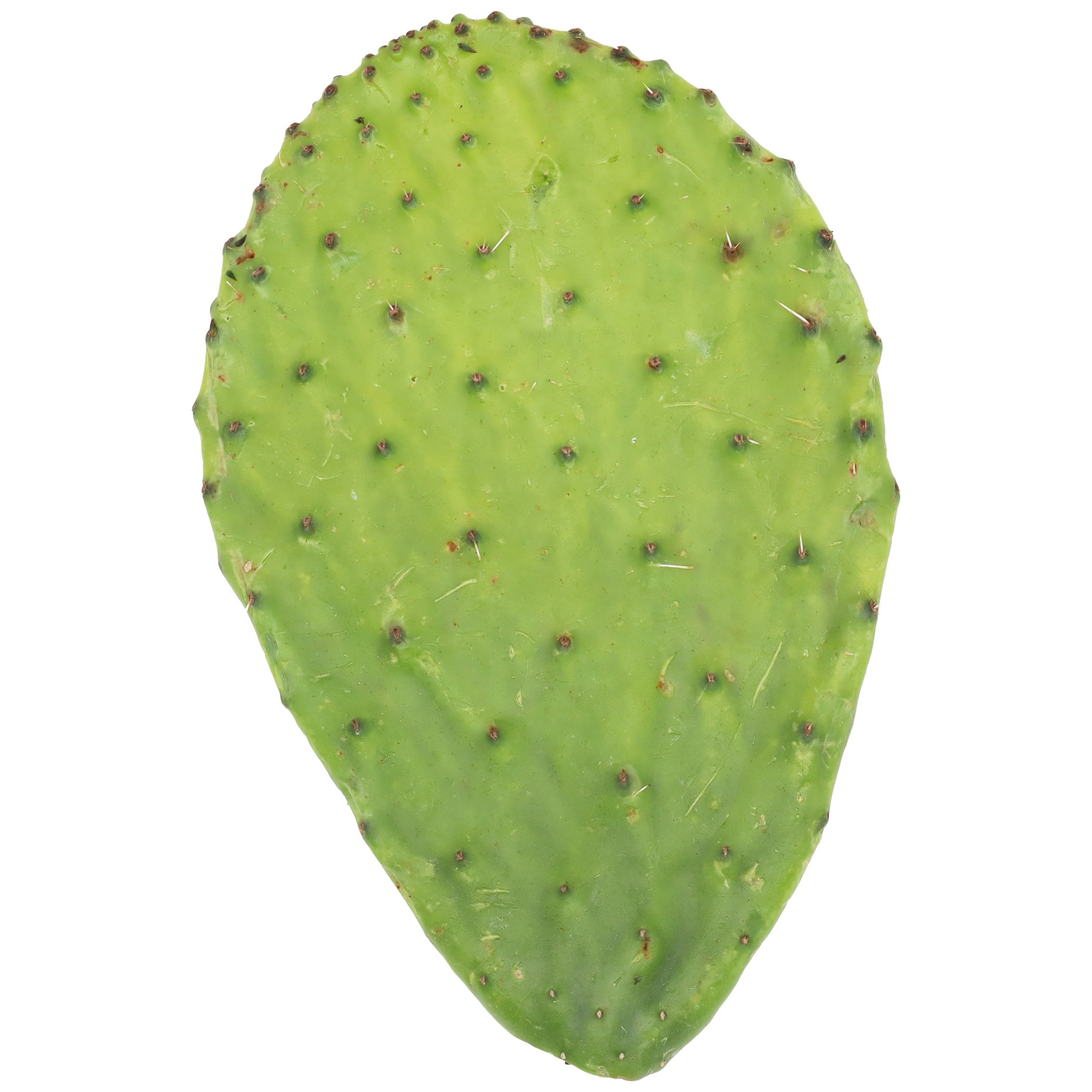 Fresh Bulk Nopales with Thorns - Shop Specialty & Asian at H-E-B