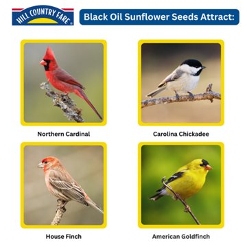 Hill Country Fare Black Oil Sunflower Seed Bag, 10 lb