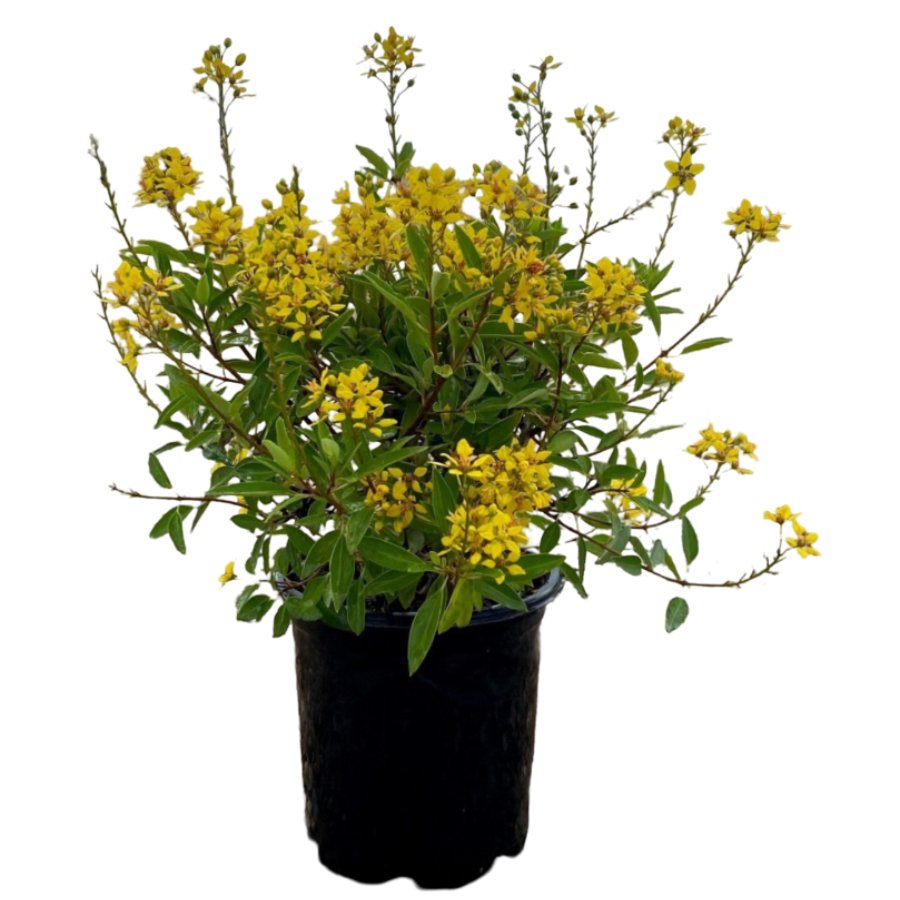 Shower of Gold Thryallis - Shop Potted plants at H-E-B