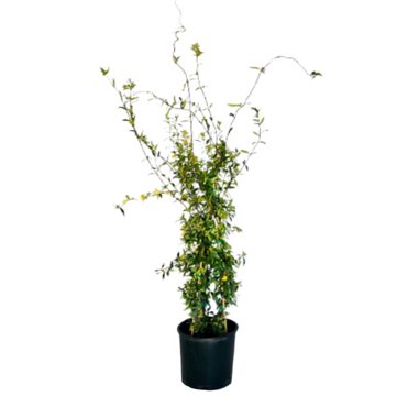 Greenleaf Nursery Carolina Jessamine Vine, 3 gal