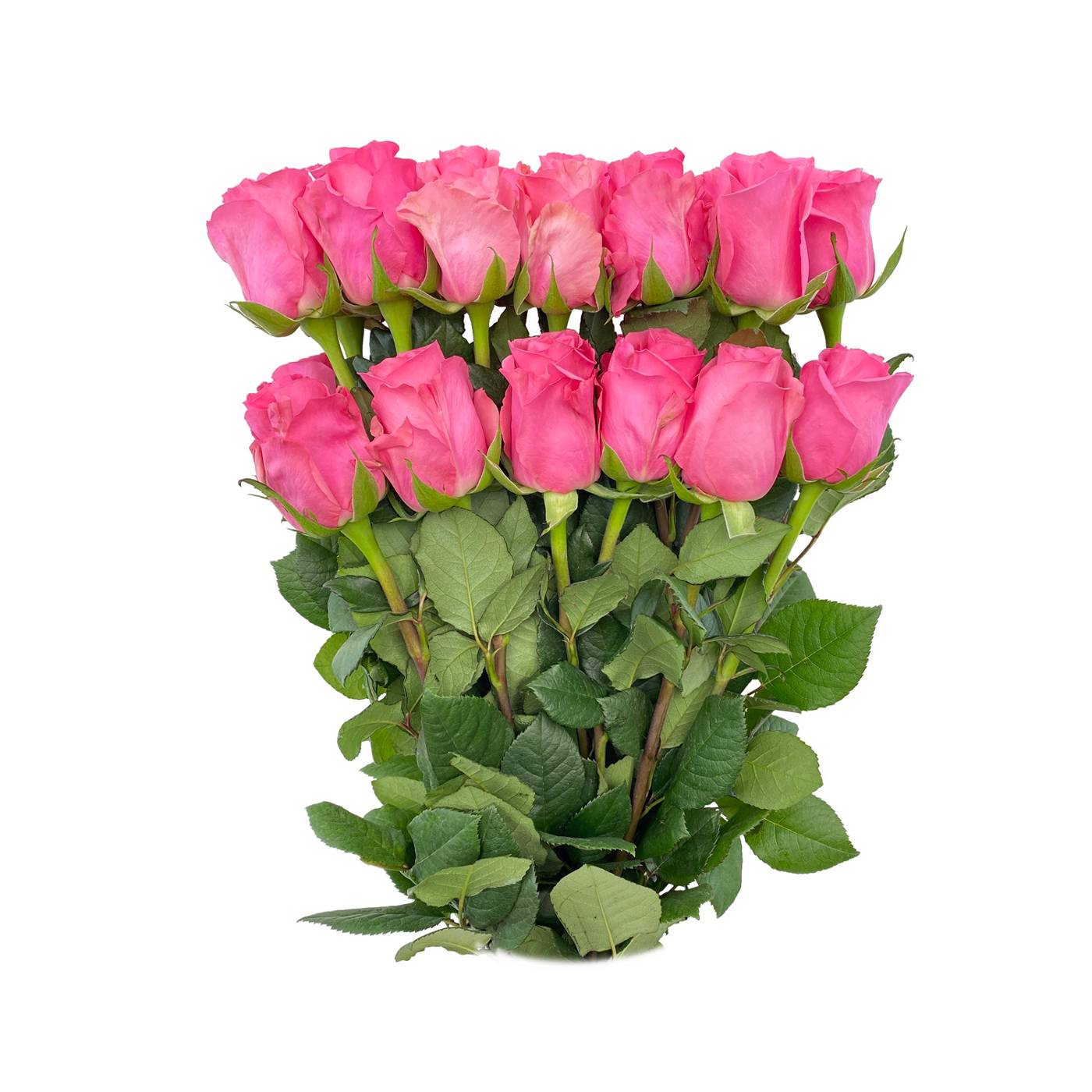 BLOOMS by H-E-B Farmers Bunch Assorted 24 Stem Roses - Shop Flowers ...
