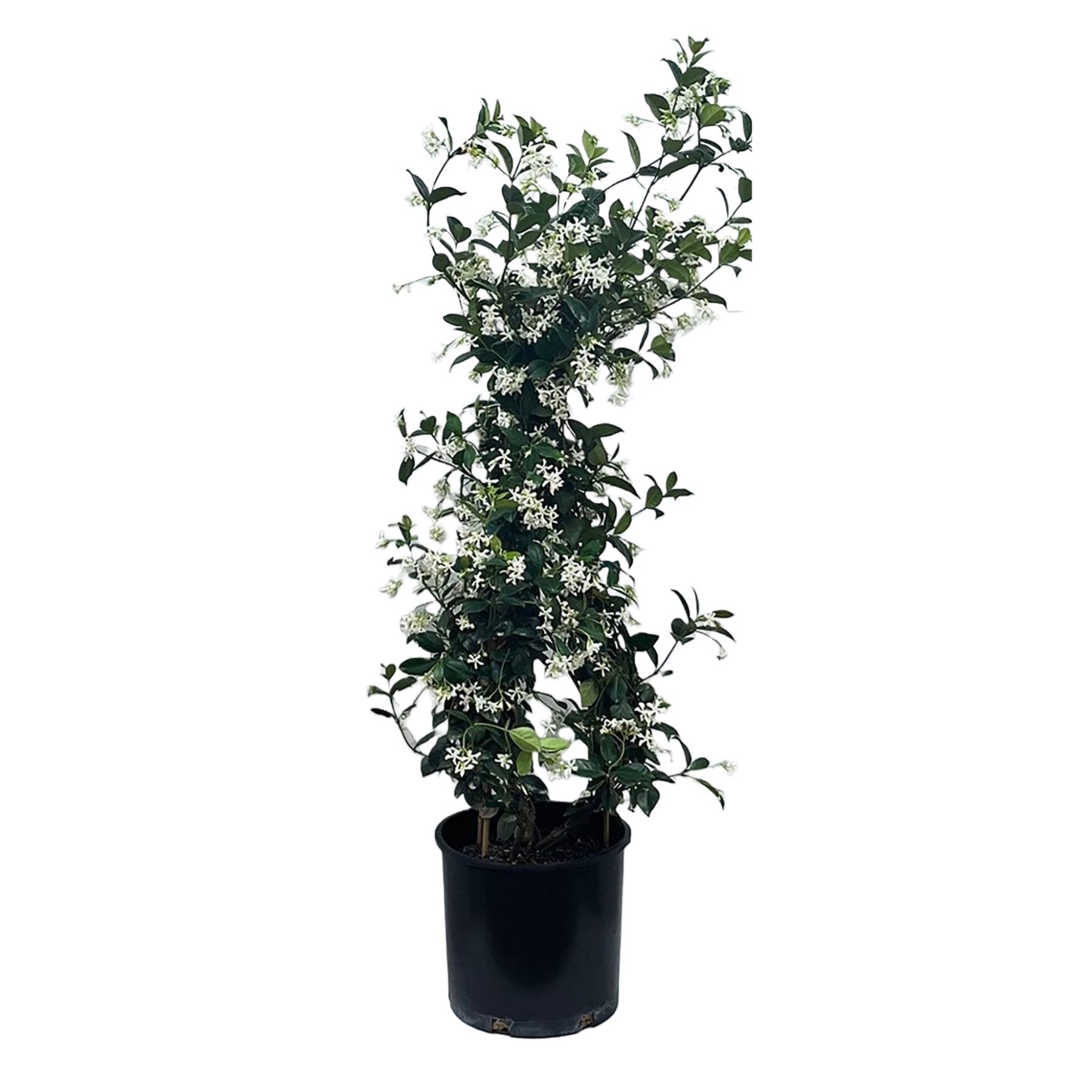 Greenleaf Nursery Staked Star Jasmine Shop Potted plants at HEB