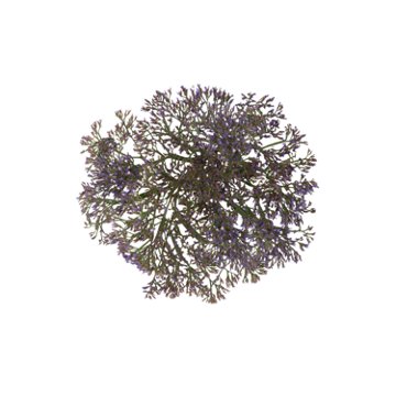 BLOOMS by H-E-B Limonium Maine Blue