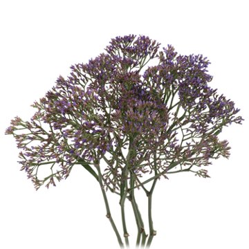 BLOOMS by H-E-B Limonium Maine Blue