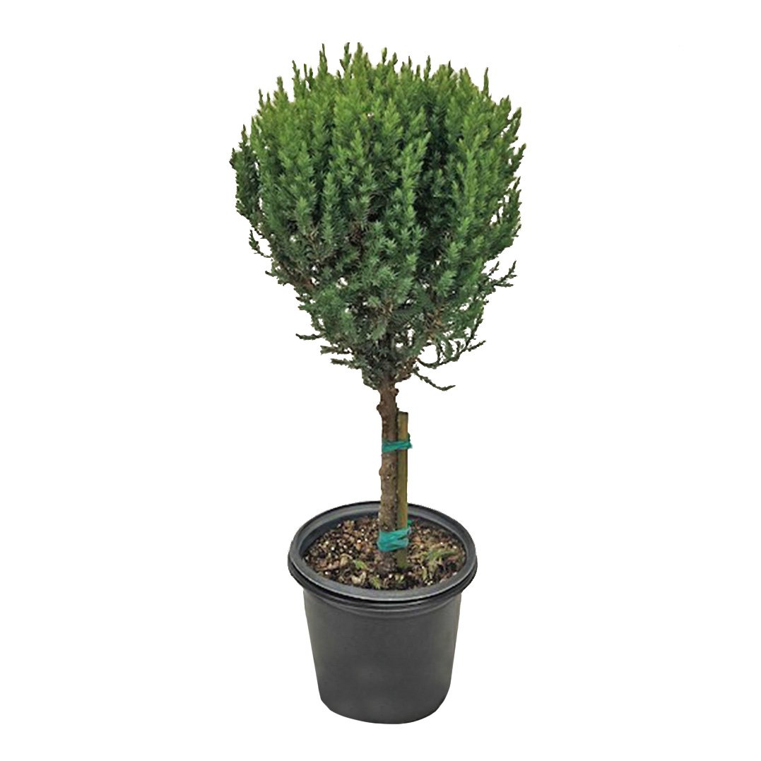 Greenleaf Nursery Blue Point Juniper Patio Tree Shop Potted plants at