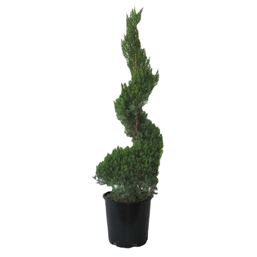 Greenleaf Nursery Blue Point Spiral Juniper Shop Potted plants at HEB