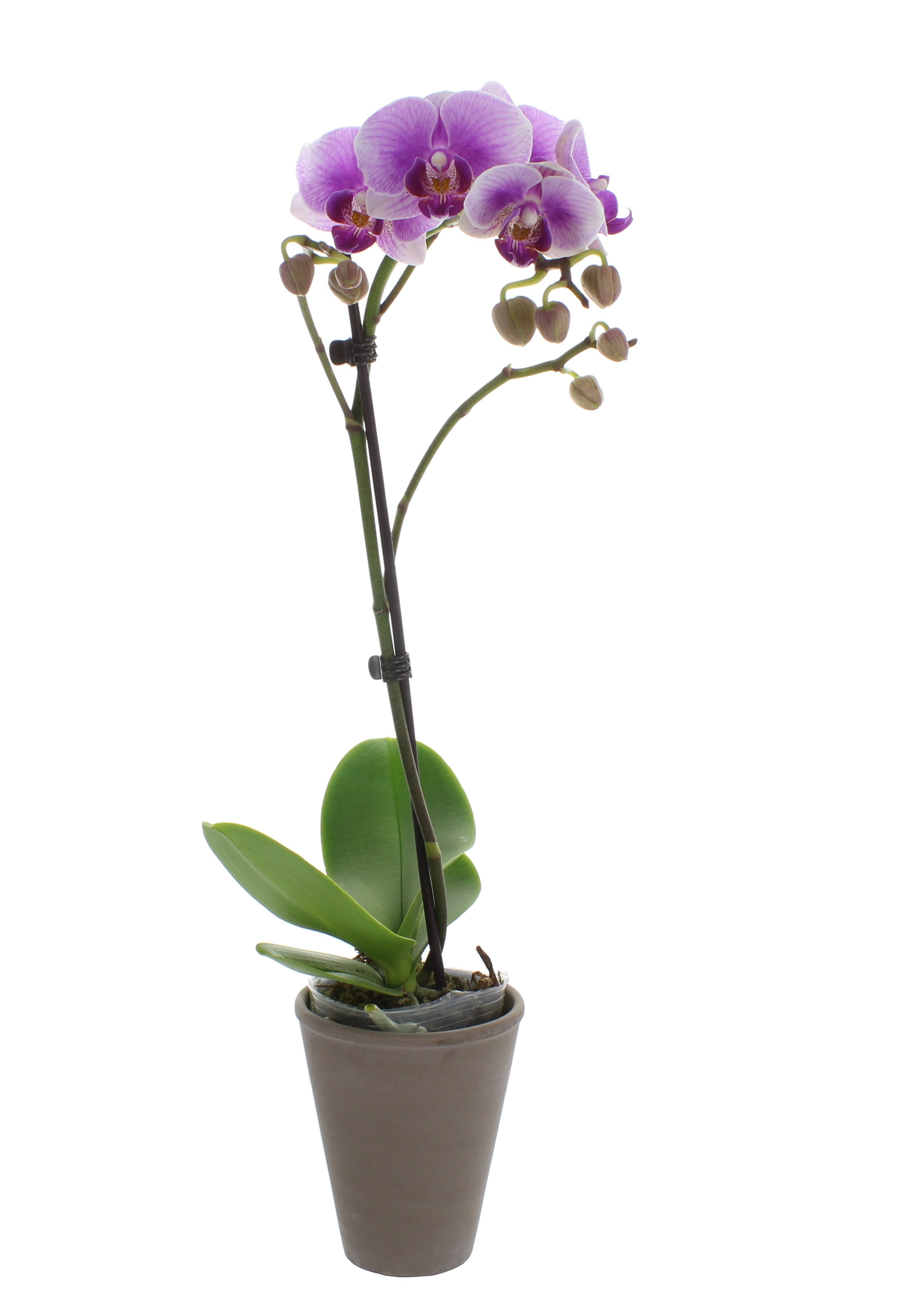 Floral Phalaenopsis Orchid - Shop At H-E-B