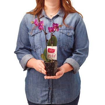 Max & Miles Tabletop Orchid