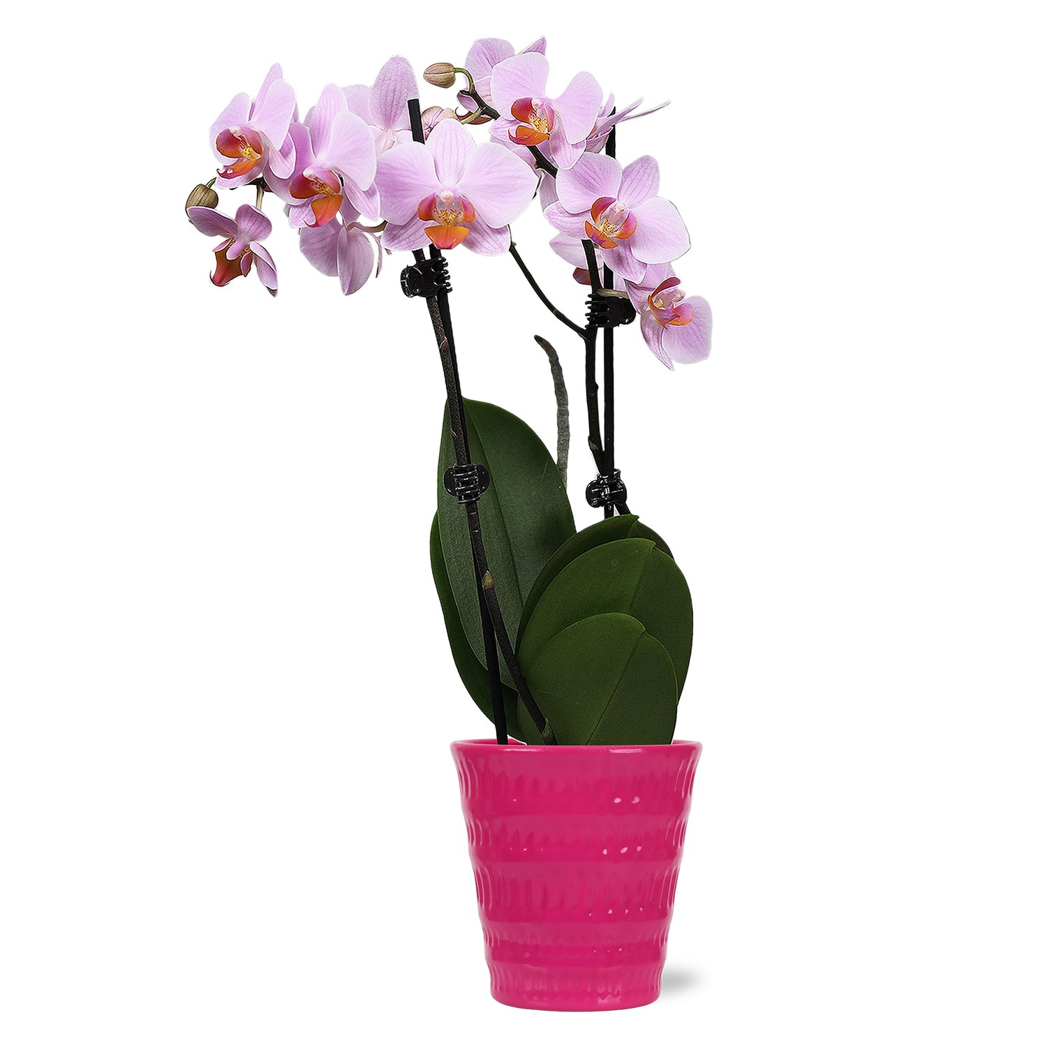 Max & Miles Tabletop Orchid - Shop Flowers & arrangements at H-E-B