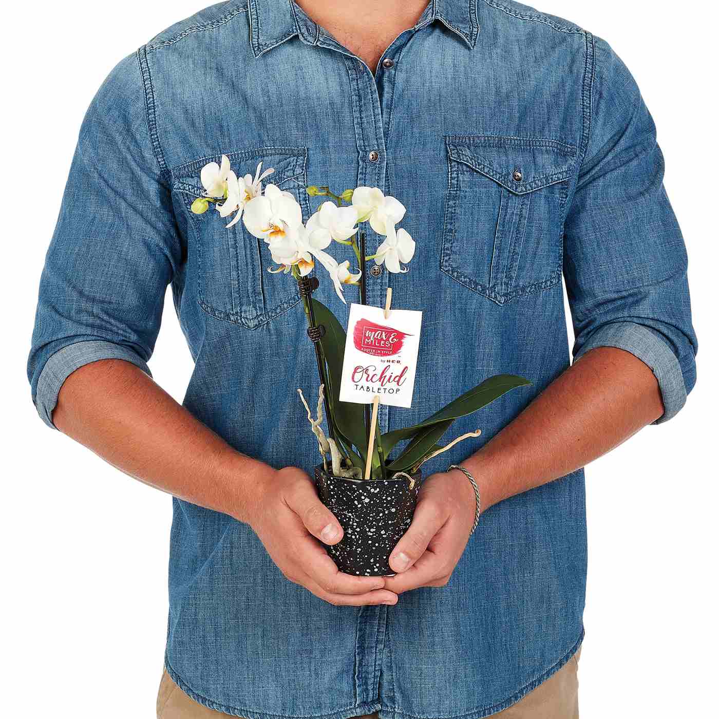 Max & Miles Tabletop Orchid; image 2 of 2