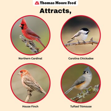 Thomas Moore Feed Songbird Seed Bell, 13 oz