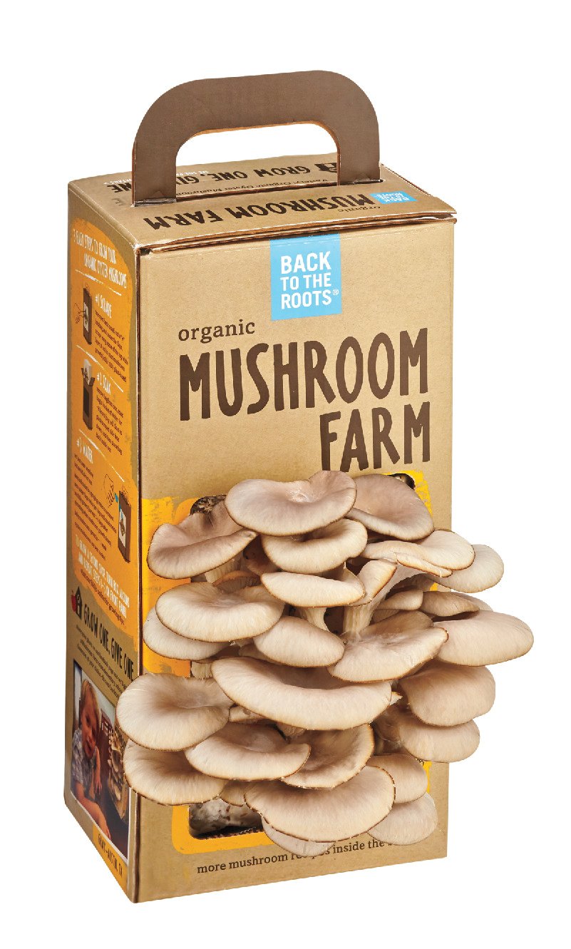 Back To The Roots Organic Mushroom Farm Shop Potted Plants at HEB