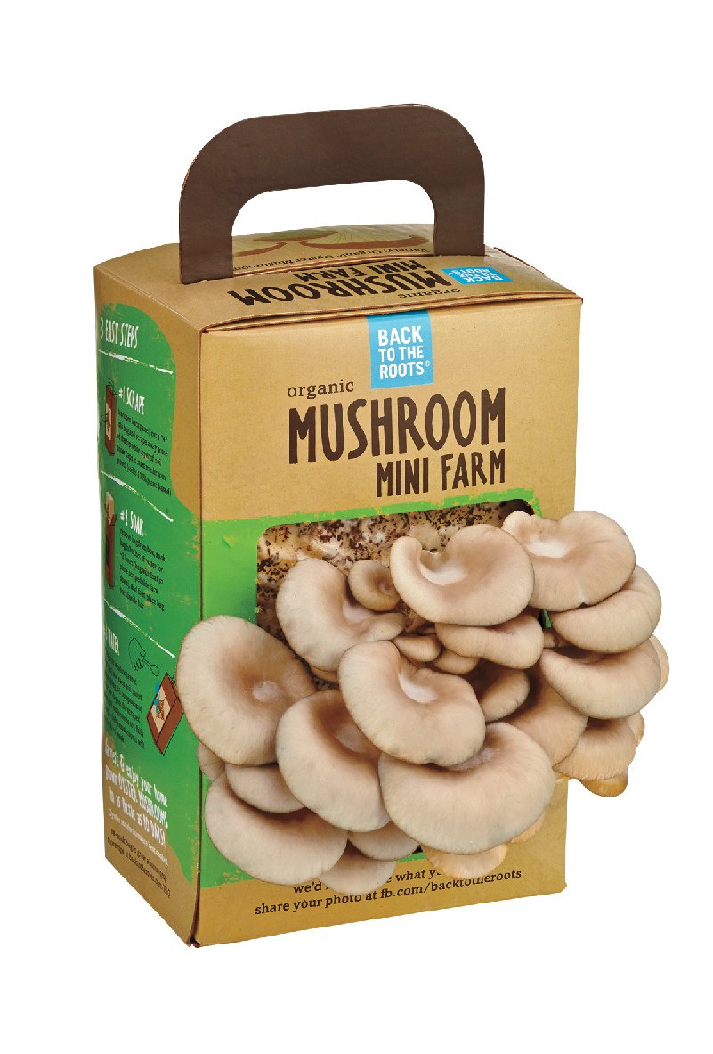 Back To The Roots Organic Mushroom Mini Farm Shop Potted Plants at HEB