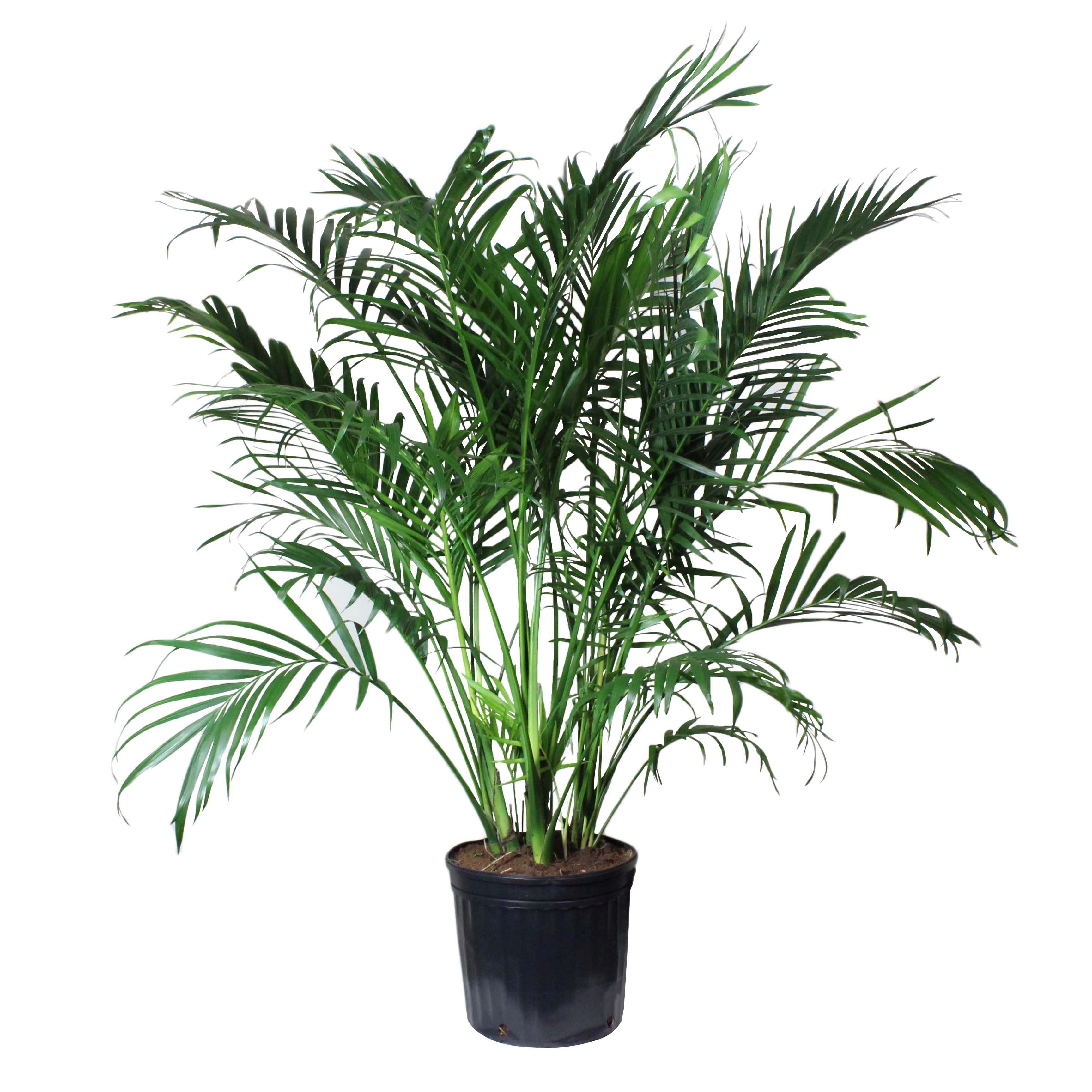 Texas Backyard Majesty Palm, Assorted - Shop Potted plants at H-E-B