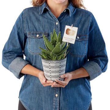 Max & Miles Potted Premium Succulent