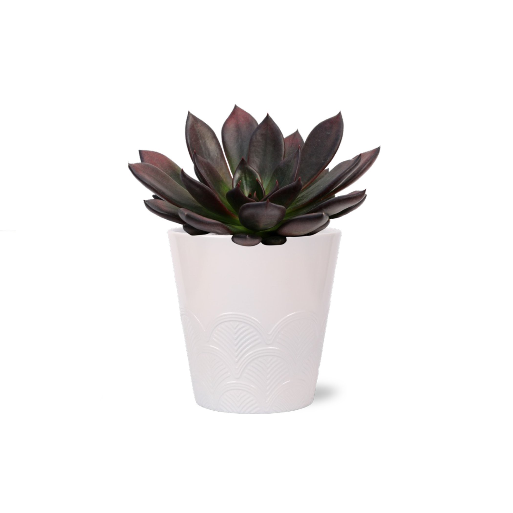 Max & Miles Potted Premium Succulent - Shop Flowers & arrangements at H-E-B