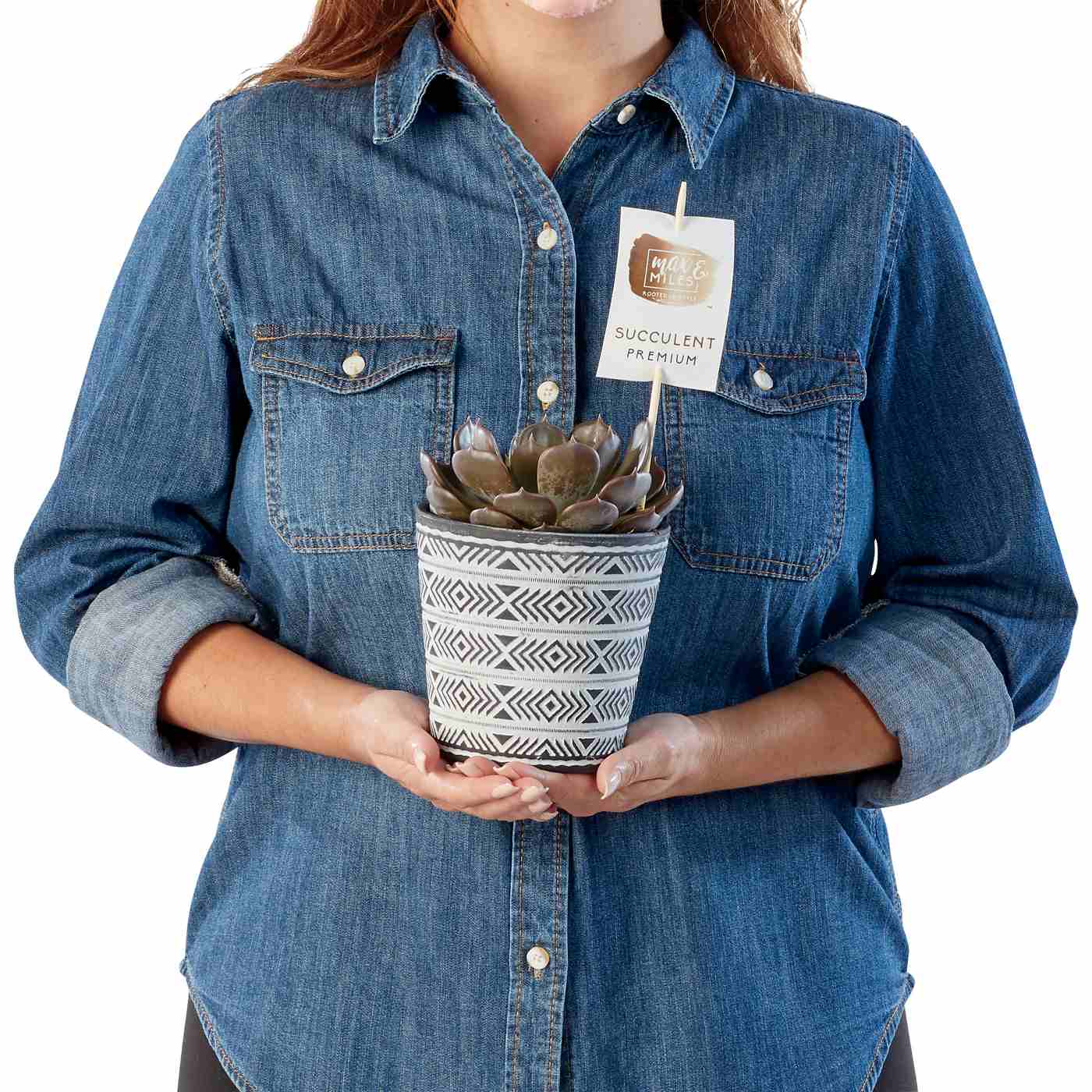 Max & Miles Potted Premium Succulent; image 2 of 3