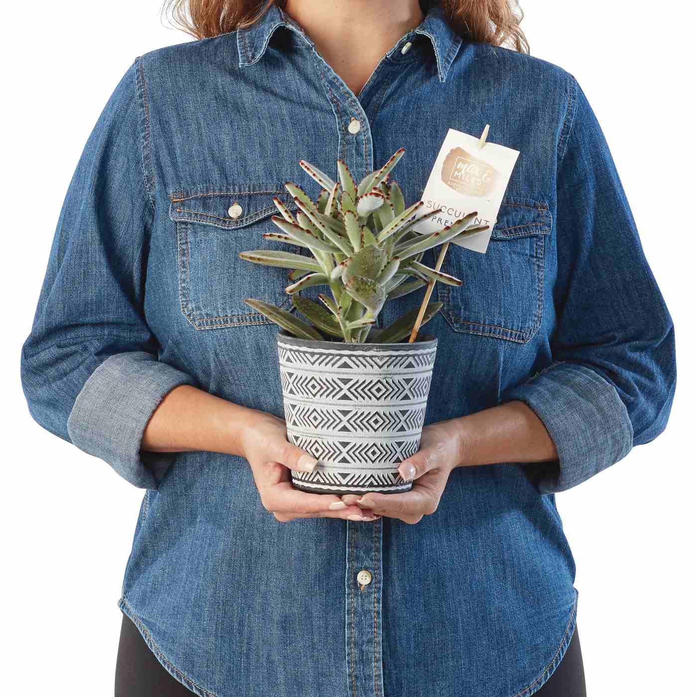 Max & Miles Potted Premium Succulent; image 3 of 3