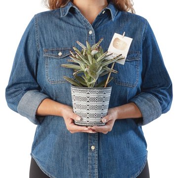 Max & Miles Potted Premium Succulent