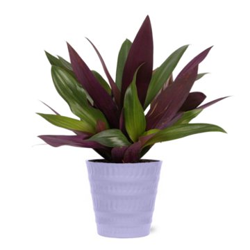 Max & Miles Premium Foliage Plant