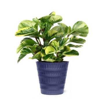 Max & Miles Premium Foliage Plant