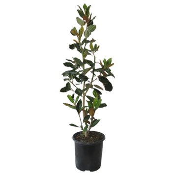 Greenleaf Nursery Little Gem Magnolia Potted Tree, 2 gal