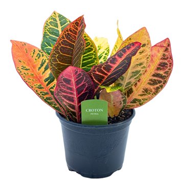 Spring Creek Growers Croton Petra, 6"