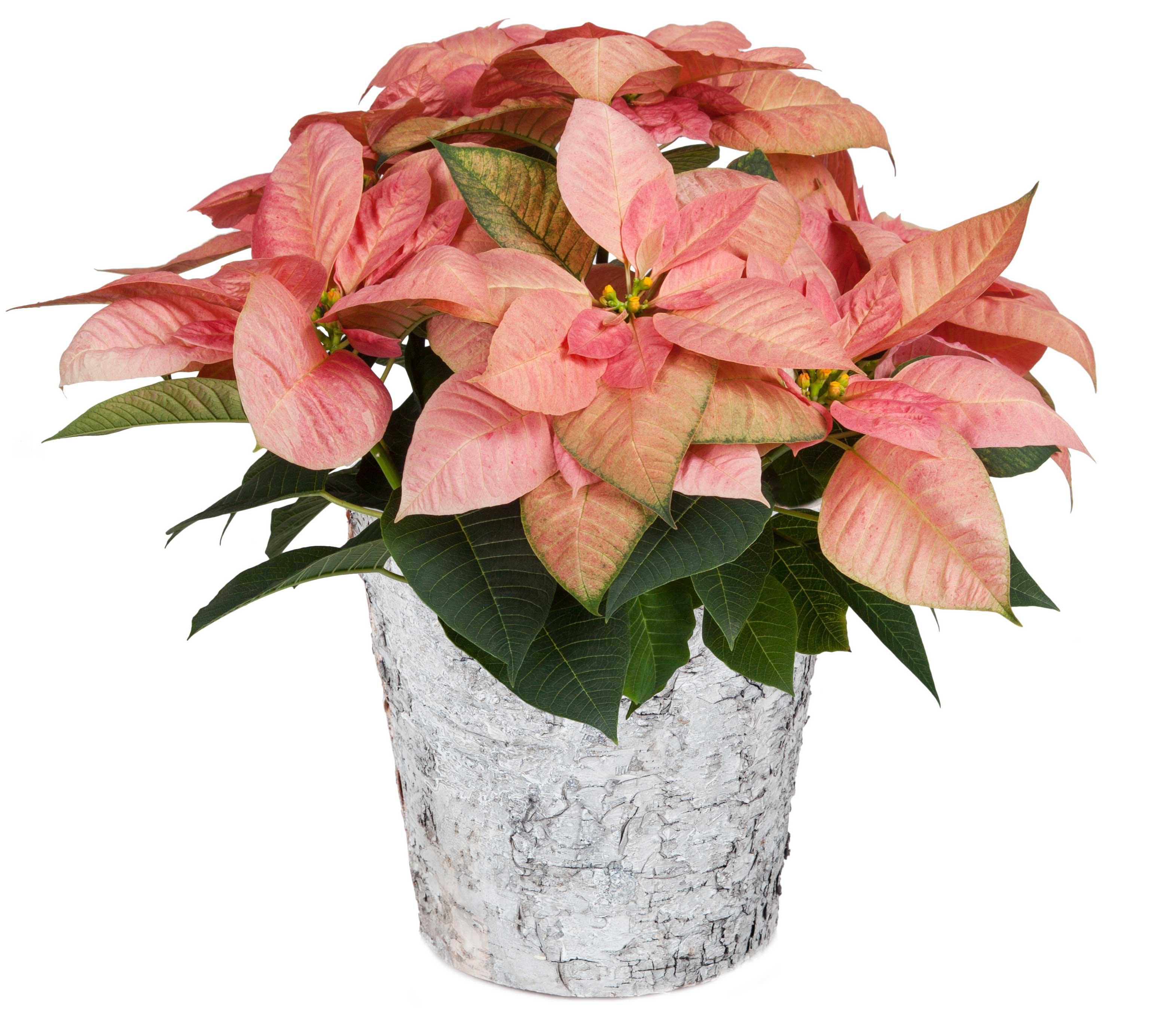Viking Cinnamon Poinsettia In Birch Pot Shop at HEB
