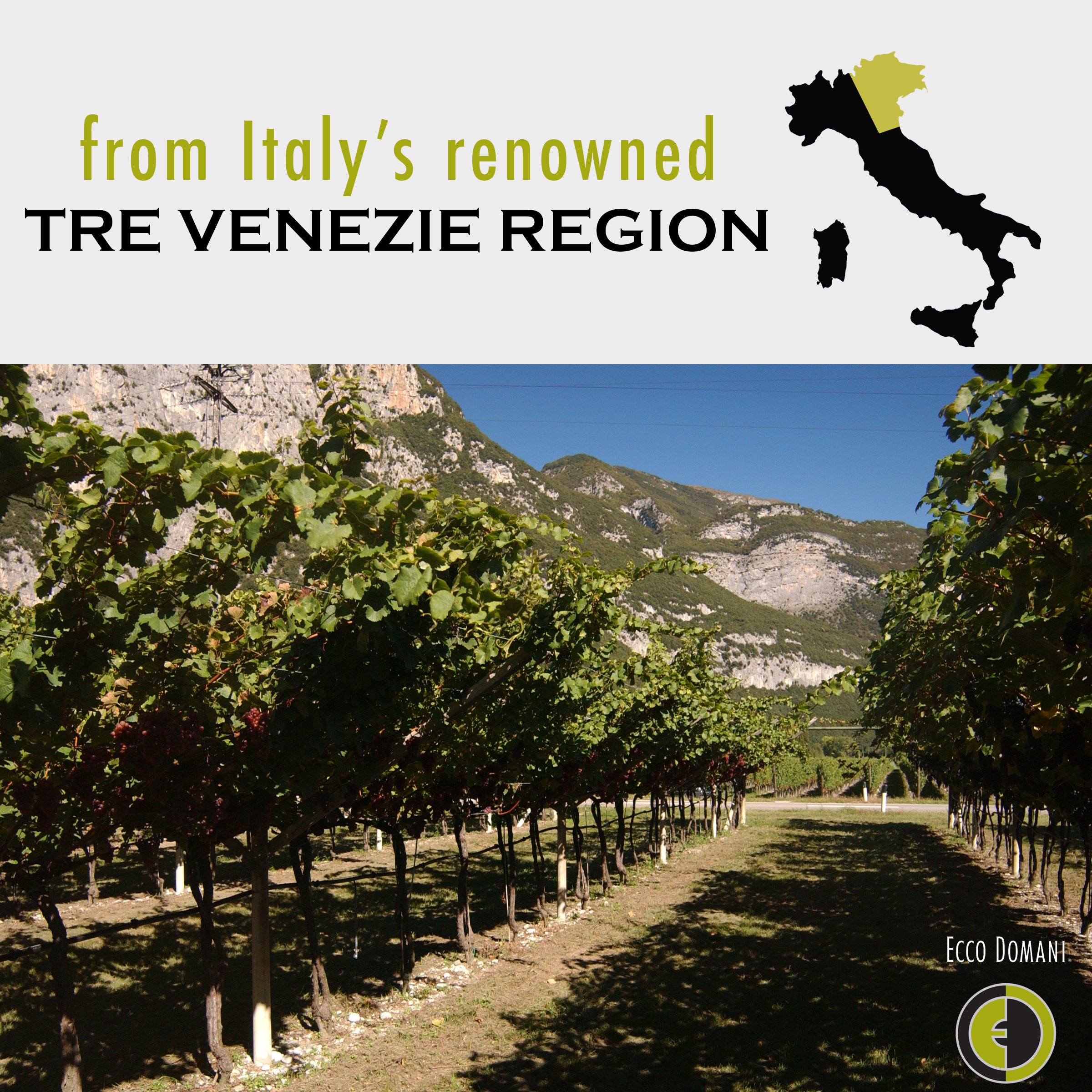 Ecco Domani Collezione Pinot Grigio Italy White Wine - Shop Wine