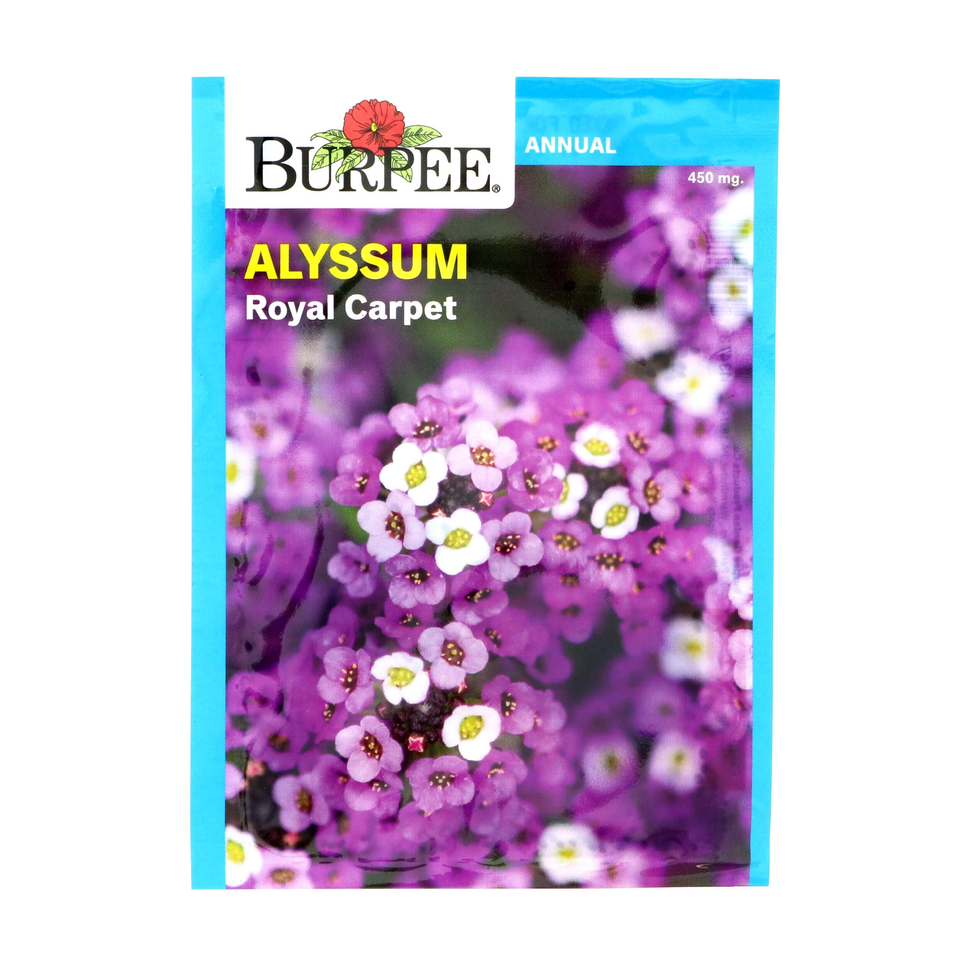Burpee Burpee Seeds Alyssum, Royal Carpet Shop Seeds at HEB