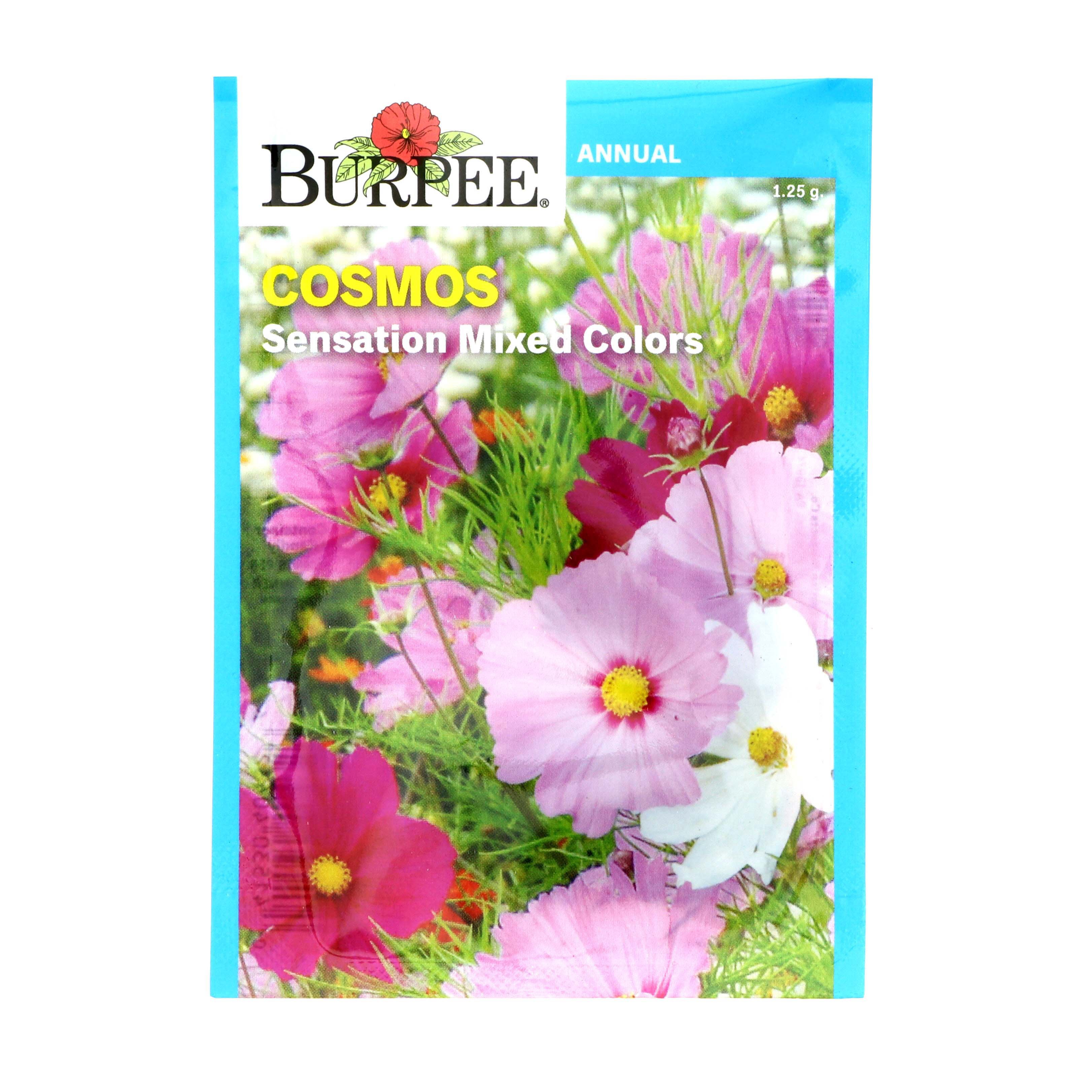 Burpee Cosmos Sensation Mixed Colors Seeds - Shop Seeds at H-E-B