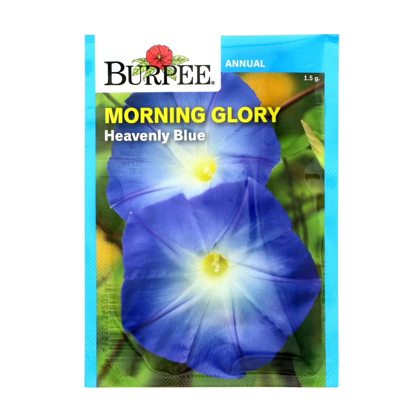 Burpee Morning Glory, Heavenly Blue Seeds; image 1 of 2