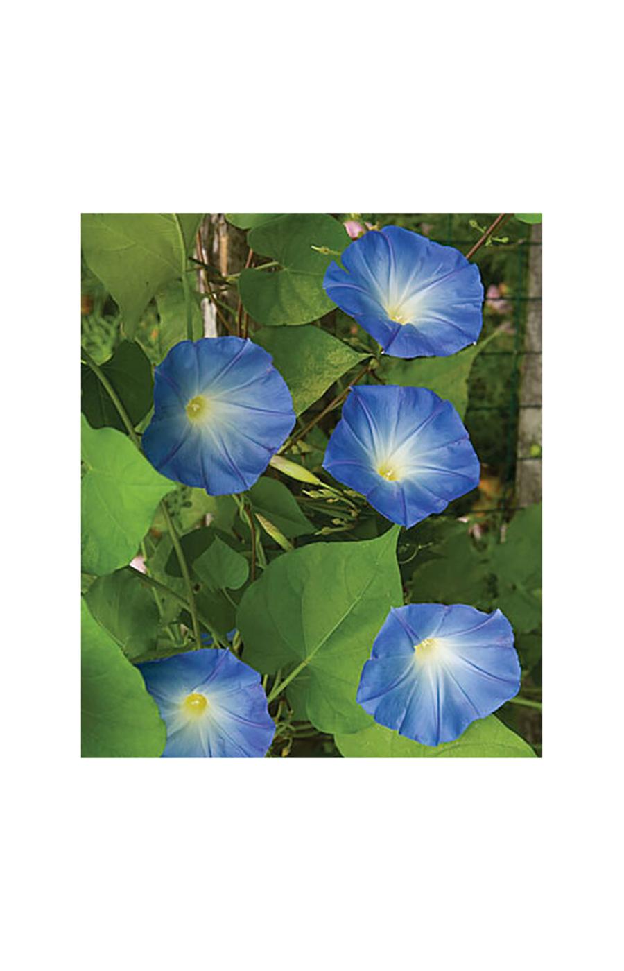 Burpee Morning Glory, Heavenly Blue Seeds; image 2 of 2