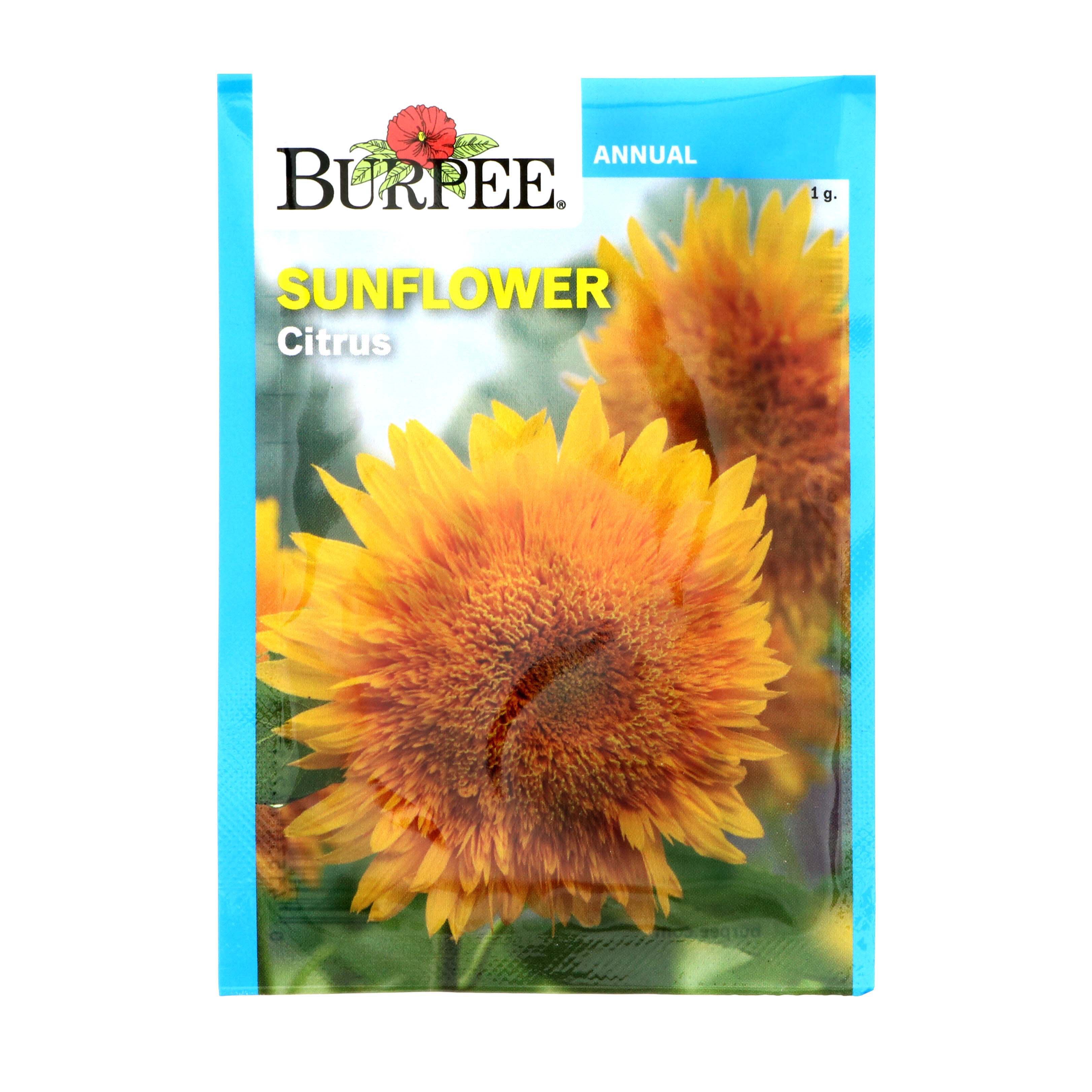Burpee Sunflower, Citrus Flower Seeds Shop Seeds at HEB