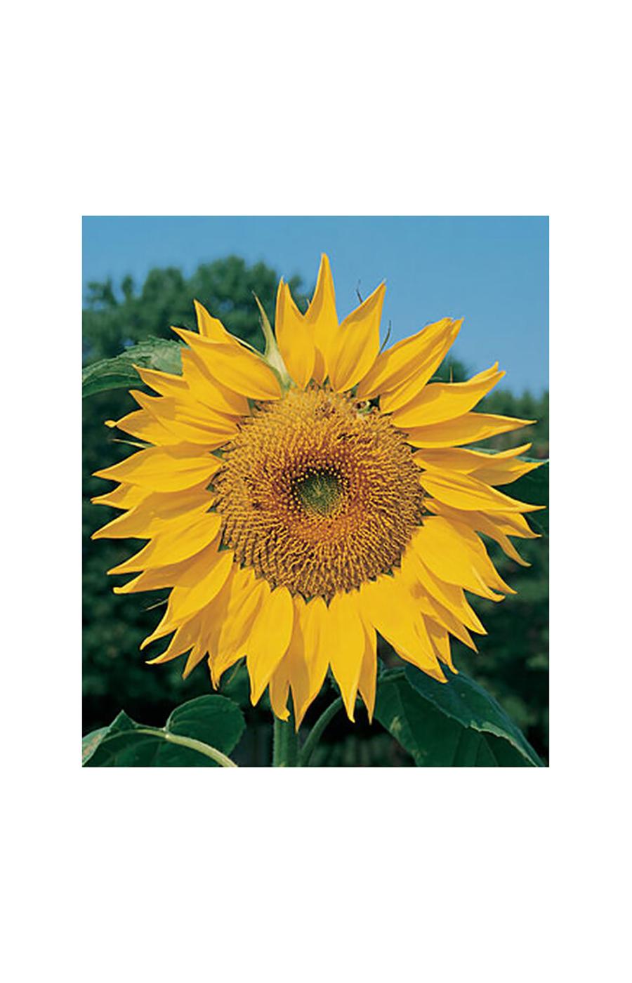 Burpee Sunflower, Mammoth Russian Seeds; image 2 of 2