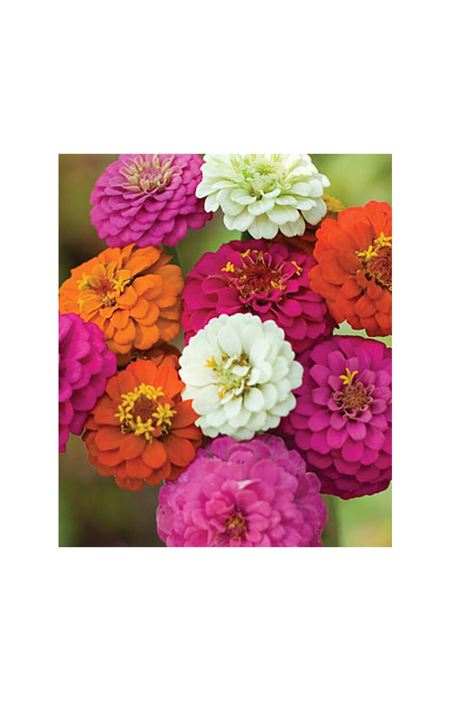 Burpee Zinnia, Cut & Come Again Seeds, Mixed Colors; image 2 of 3