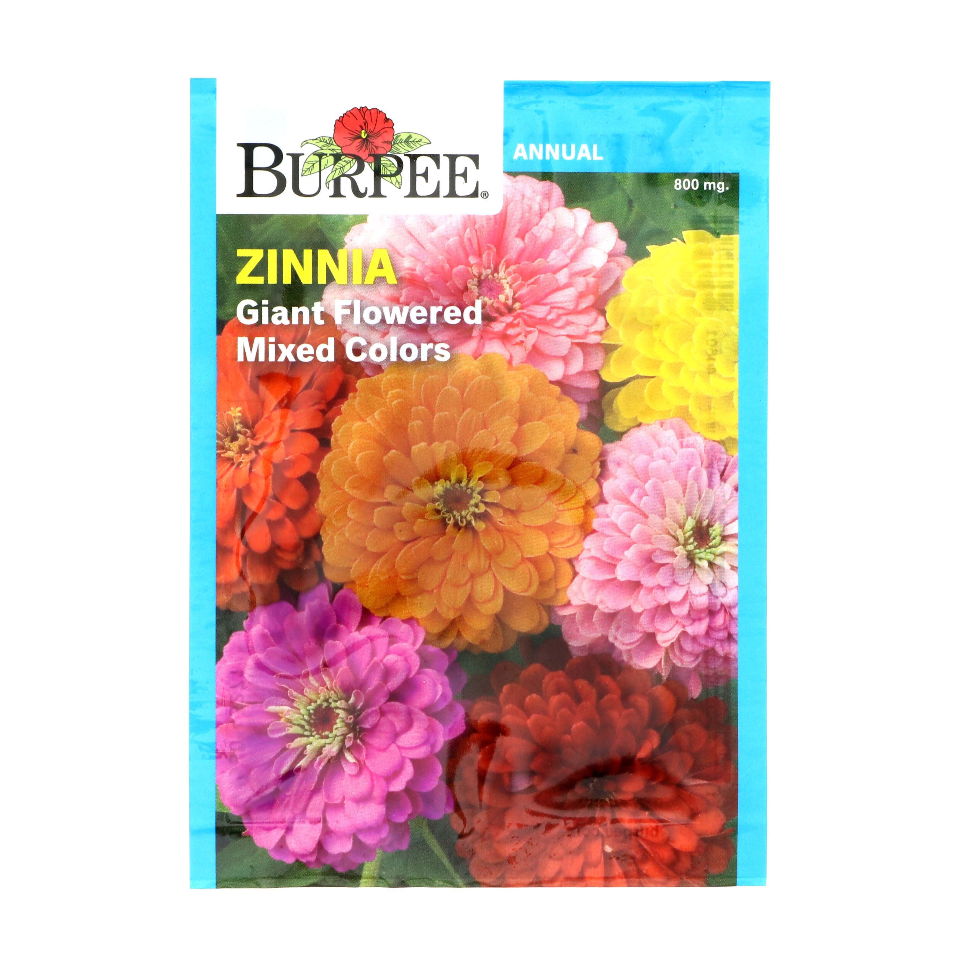 Burpee Zinnia, Giant Flowered Mixed Colors Seeds Shop Seeds at HEB