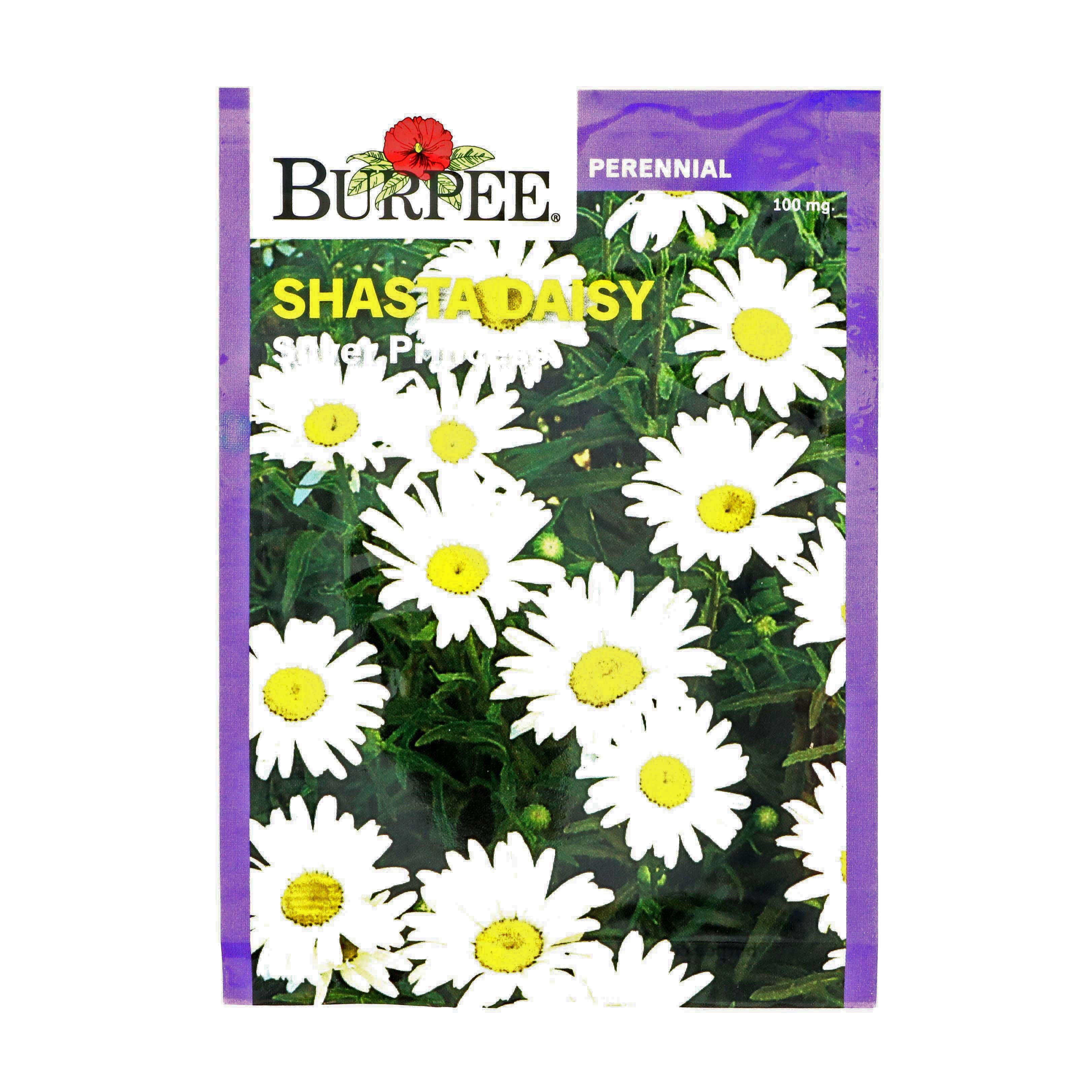Burpee Shasta Daisy, Silver Princess Shop Seeds at HEB