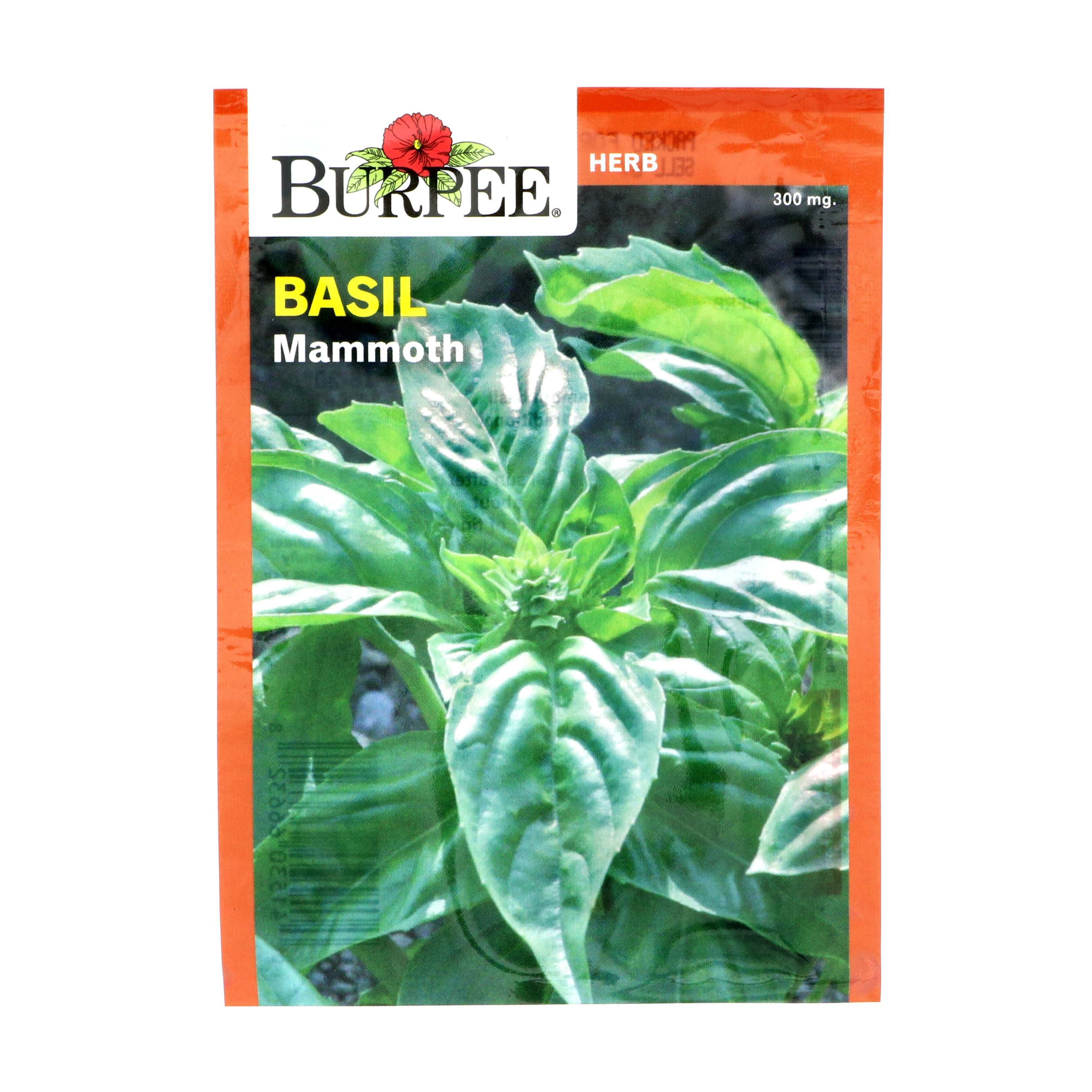 Burpee Basil, Mammoth Vegetable Seeds Shop Seeds at HEB
