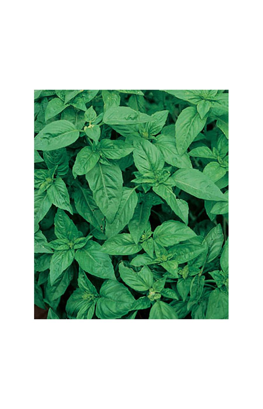 Burpee Sweet Basil Seeds; image 2 of 2