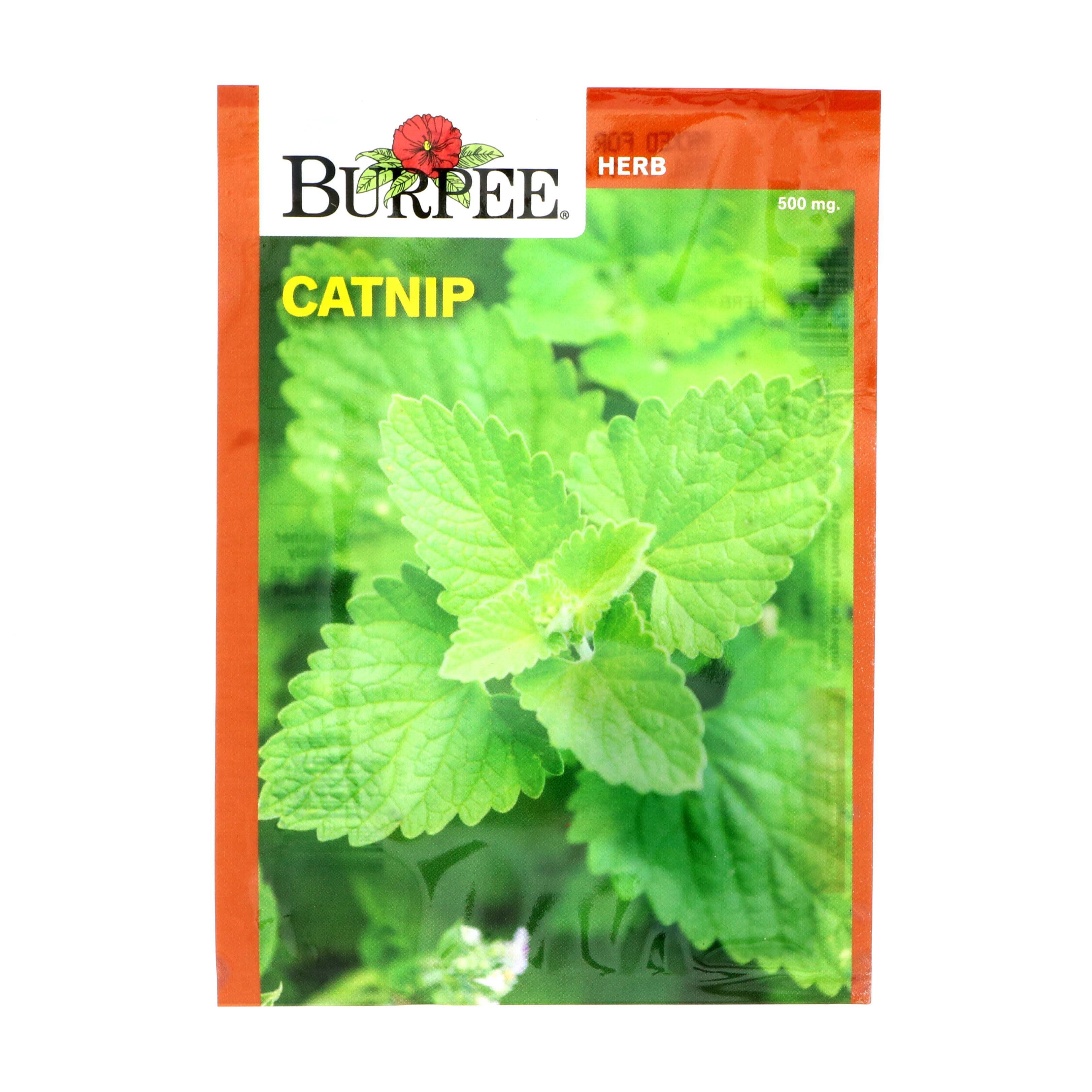 Burpee Catnip Vegetable Seeds Shop Seeds at HEB