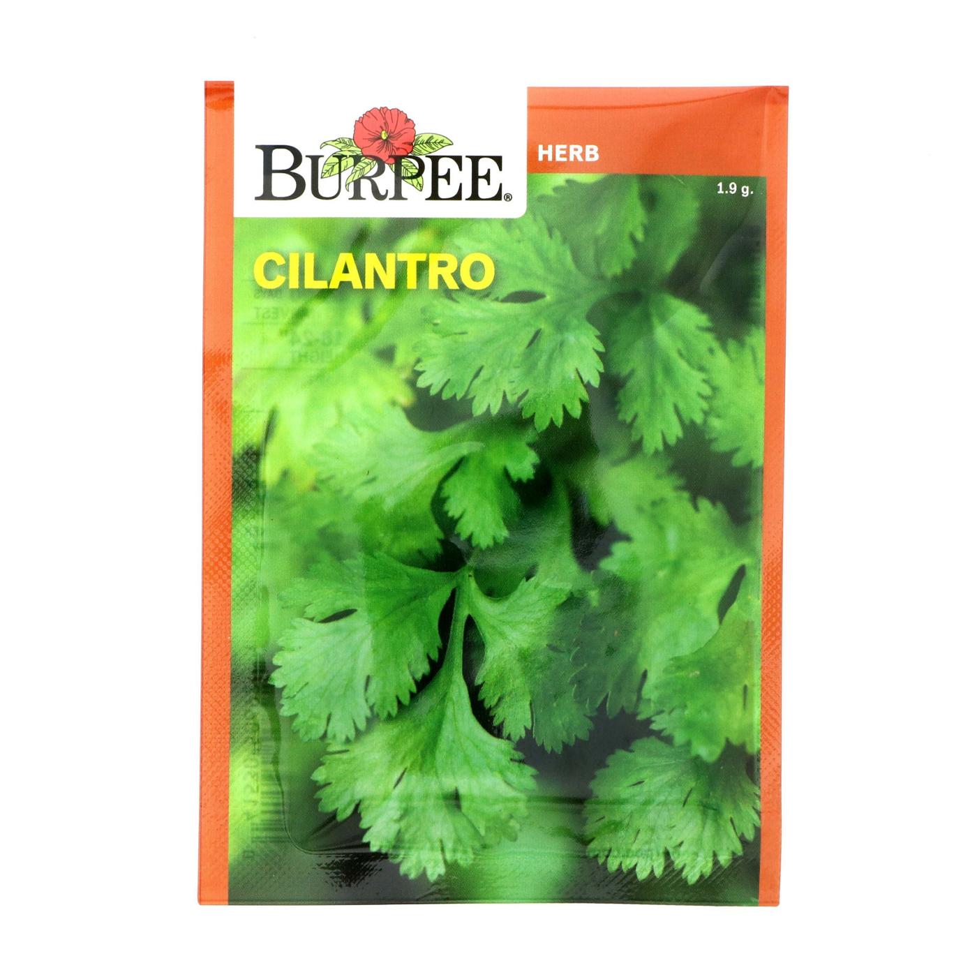 Burpee Cilantro Seeds; image 1 of 3