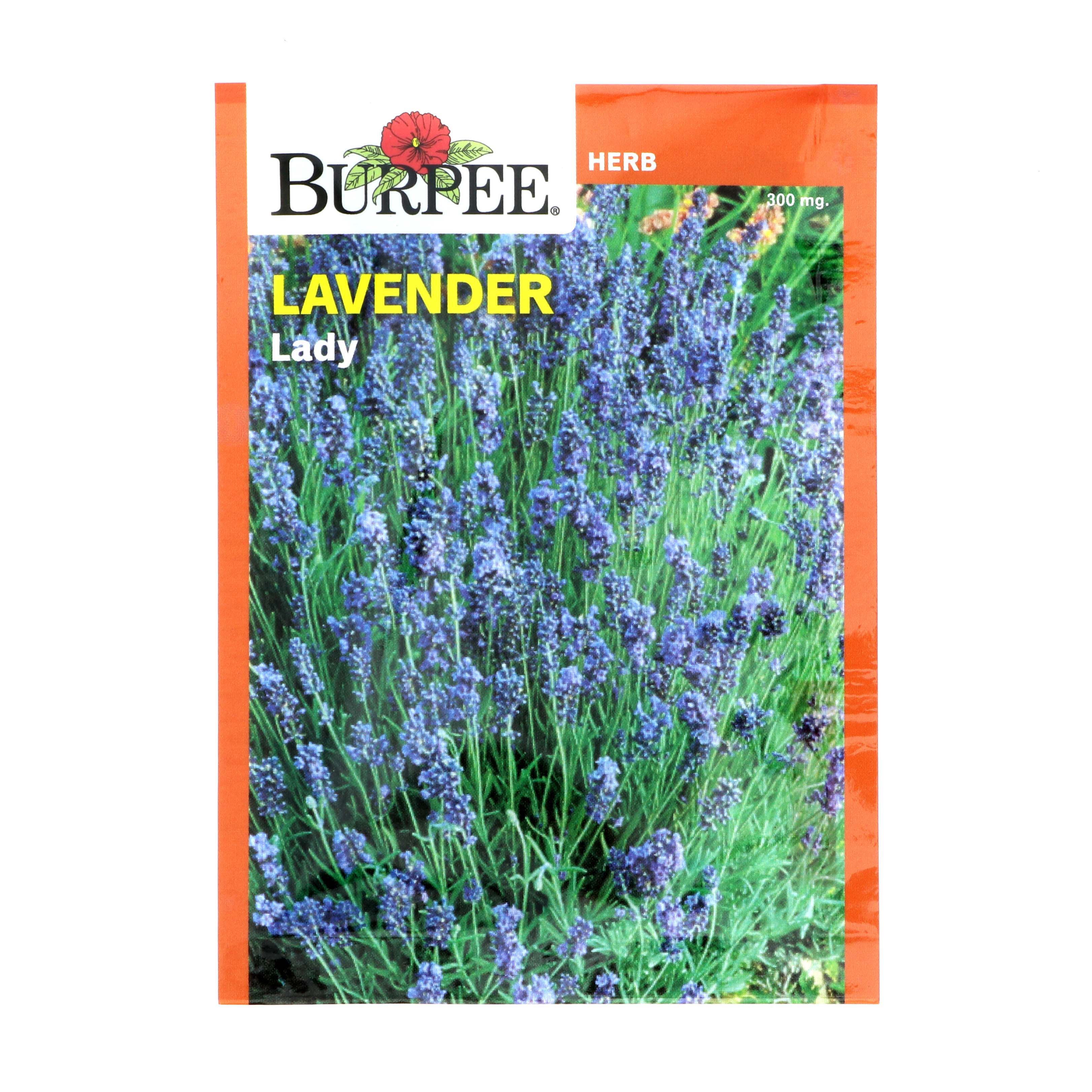 Burpee Lady Lavender Seeds Shop Seeds at HEB